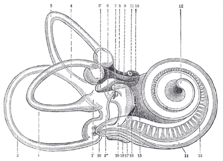 450px-Gray925.png