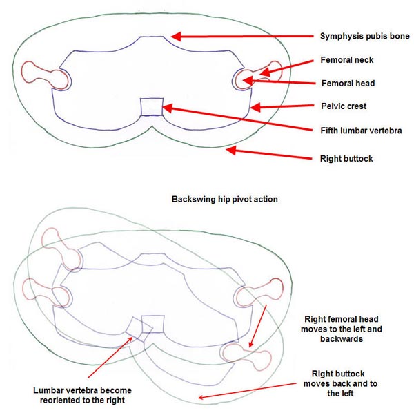 PelvisDiagram1.jpg