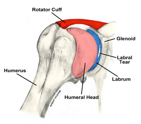 shoulder_anatomy.jpg